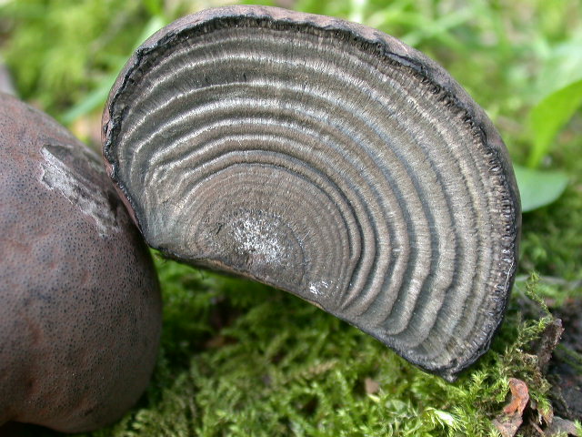 Daldinia concentrica